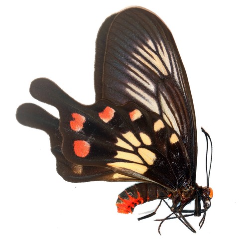 Lepidoptera papilionidae - lepidoptera,,