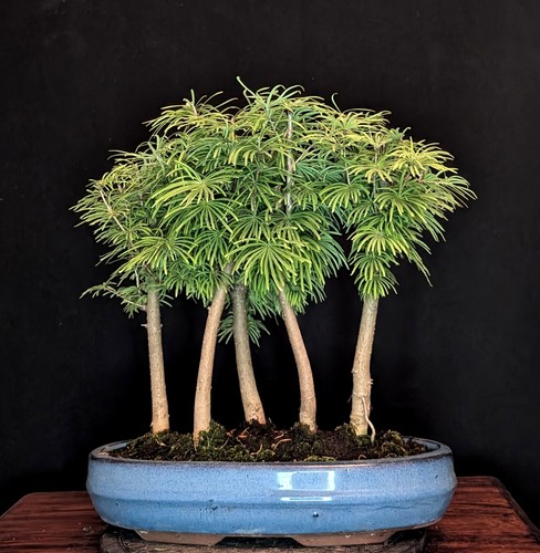 Bonsai goldlärche pseudolarix - bonsai,