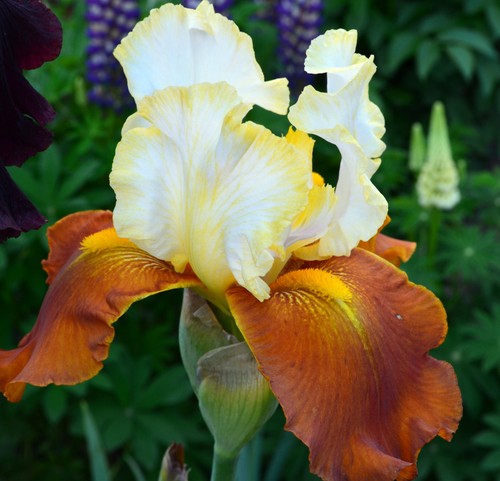 Schwertlilie bartiris iris - schwertlilie,