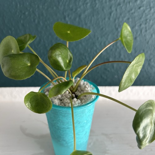 Ableger pilea peperomioides - 1,