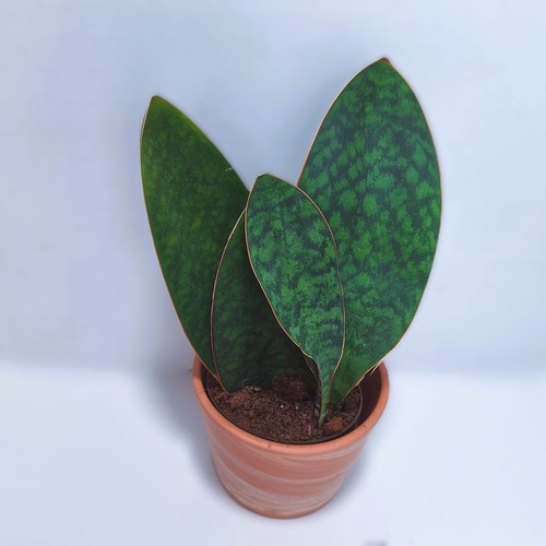 Sansevieria - , (bogenhanf)
