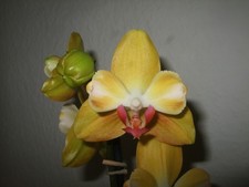Phalaenopsis Mutation "Anna"