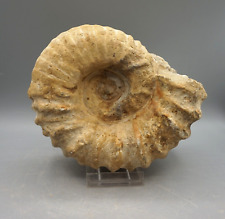 AMMONIT Fossilie Schnecke