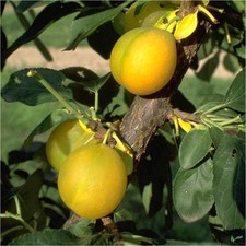 Pflaumenbaum Ontario –