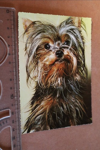 Tolle alte karte portrait - tolle,