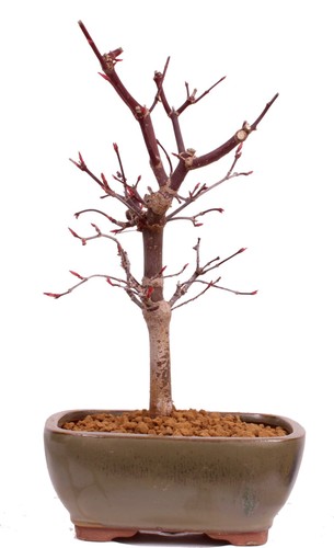 Bonsai acer palmatum - bonsai,