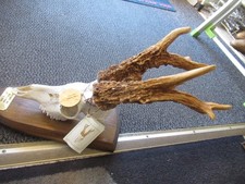 Ungarischer Rehbock gewicht