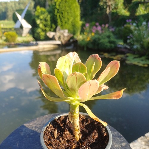 Aeonium arboreum topf - im,