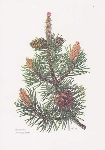 Bergkiefer pinus mugo - bergkiefer,