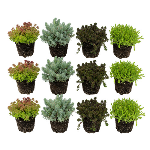 Sedum fetthenne stück - sedum,