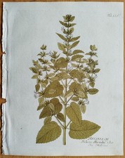 Melisse Melissa + Vietz