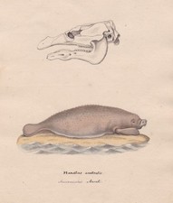 1800 manatee Manati Manatus