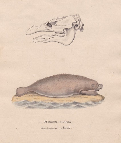 1800 manatee manati manatus - 1800,
