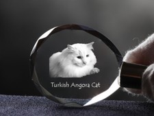 Türkisch Angora, Katze