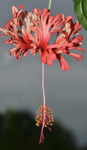 Hibiscus schizopetalus - schizopetalus,