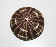 Tropischer Seeigel (AF11)