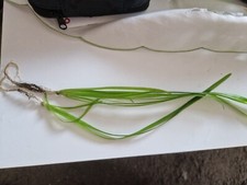 5x Vallisneria Ableger, Vallisnerie, Wasserpflanzen, Wassergras, Aquarium