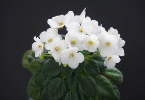 Jolly blanco baby 2 - ,