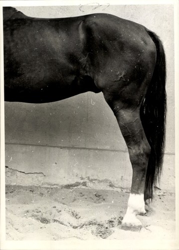 Foto pferd pferdehufe - pferd,, pferdehufe,