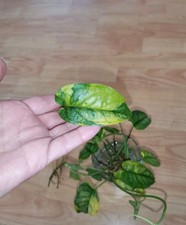 Monstera Siltepecana Aurea