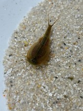 Triops Granarius🔥 ~200 Eier