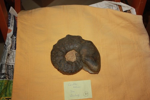 Ceratit ceratites nodosus - ceratit,,