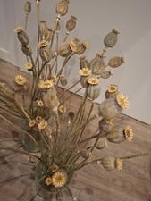 Mohnblume Getrocknet Blumen