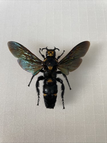 Entomologie megascolia procer - entomologie*megascolia,