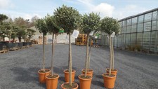 Olivenbaum olive 160 180 - olive, cm