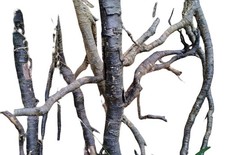 Terrarium Wurzelstücke 5er