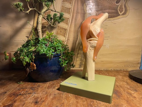 Vintage somso kniegelenk - vintage,
