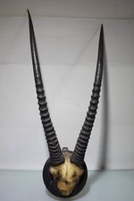 Antilopen-Geweih Afrika