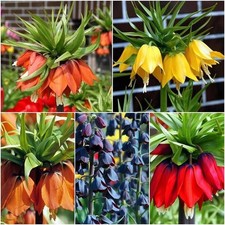Fritillaria Imperialis Blumenzwiebeln Zwiebeln Rubra Maxima Aurora Lutea Uva