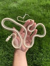 Skelett Kornnatter, Skeleton, Schlange, Snake Skull, Taxidermy, Schädel