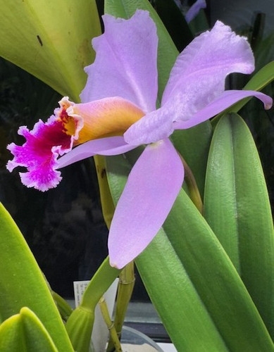 Cattleya percivaliana
