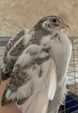 30 BE Eier (keine Bruteier)