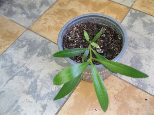 Nerium oleander creme - oleander,