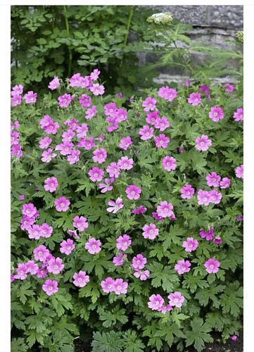 Ableger steckling - 1,