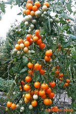 Tomate *Orange Ping Pong* 10 Samen *Massenträger *Cherry-Tomate *Tomato seeds