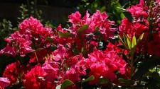 Rhododendron Stecklinge rot winterharte Pflanzen Blumen für den Garten