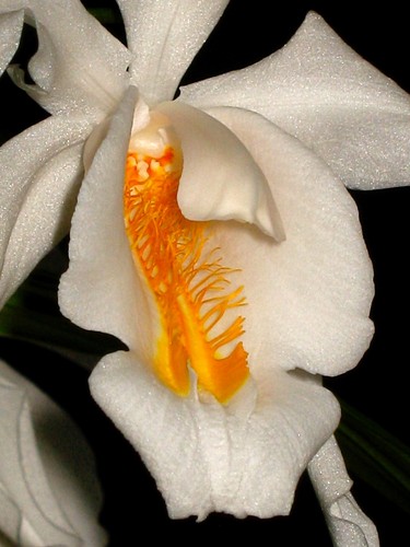 Coelogyne species himalaya - coelogyne, ´himalaya