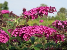 Sommerflieder Buddleia Buddleja Royal Red 40-60 cm
