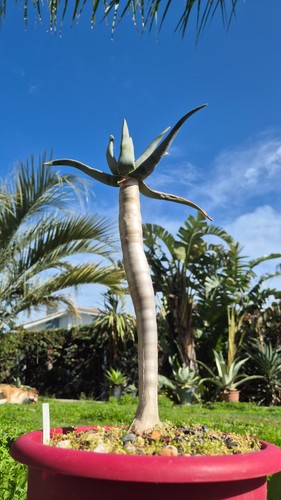 Aloe dichotoma marvelous - aloe,
