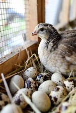 🐣Bruteier Jumbo Mastwachtel