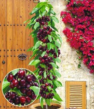 Säulenkirsche 'Garden Bing®', 1 Pflanze,Kirschbaum, Prunus avium