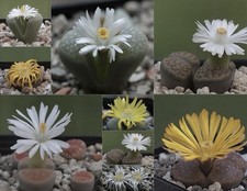 Lithops Mix, 25/ 50/ 100