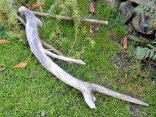 Skulptur Schwemmholz Treibholz Tier Reptil  Kopf Terrarium  Deko ca. 86 cm