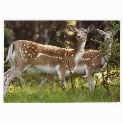 Damwild hirschkühe - damwild,,