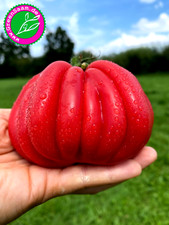 Tomatensamen ? PITANGA ROSA  RUNZELTOMATE  ? 10+ Samen rosa hist. Sorte