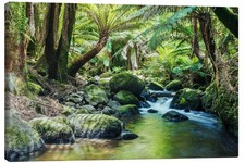 Leinwandbild Regenwald in
